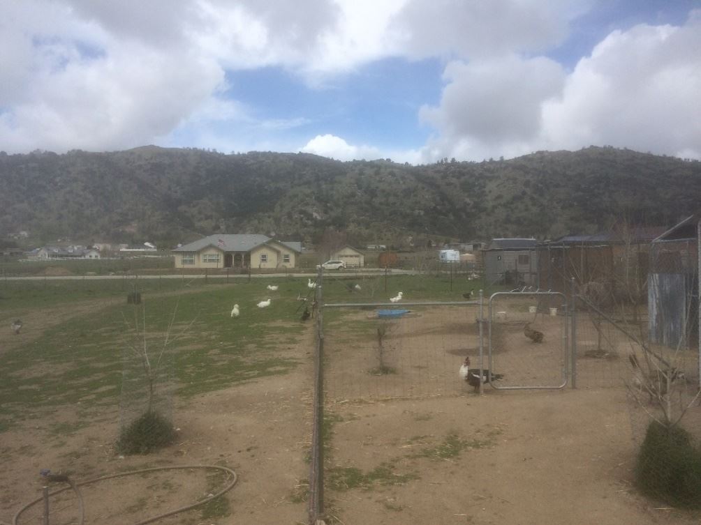 Pacific Waterfowl Rescue