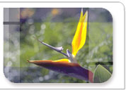 bird of paradise image